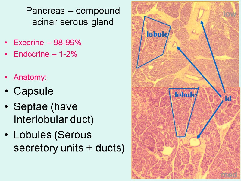 Pancreas – compound acinar serous gland Exocrine – 98-99% Endocrine – 1-2%  Anatomy: